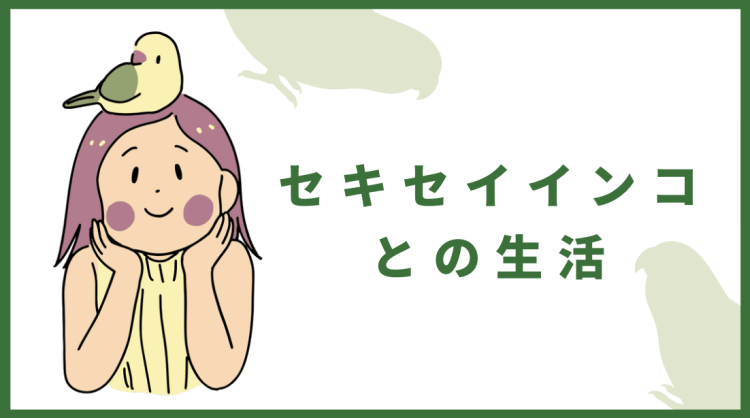 セキセイインコとの生活